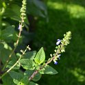 Salvia amarissima